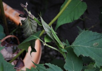 オオバの葉の上でオンブ