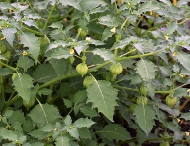 ヒロハフウリンホオズキの実と花