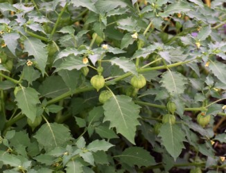 ヒロハフウリンホオズキの実と花