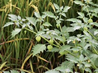 ヒロハフウリンホオズキの実と花