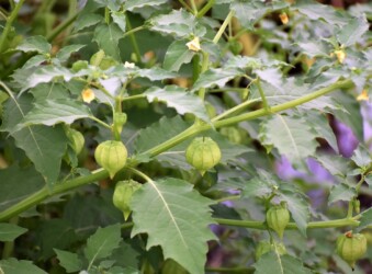 ヒロハフウリンホオズキの実と花