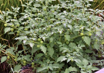 ヒロハフウリンホオズキの実と花