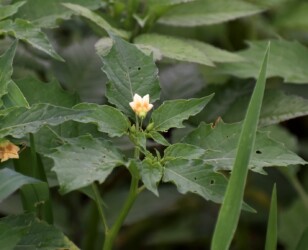 ヒロハフウリンホオズキの実と花