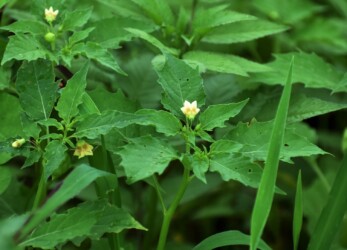 ヒロハフウリンホオズキの実と花