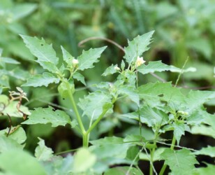 ヒロハフウリンホオズキの実と花