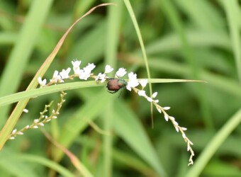 シロサクラタデの花のコガネムシ