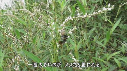 シロサクラタデの花のコガネムシ