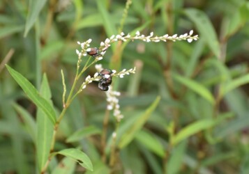 シロサクラタデの花のコガネムシ