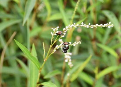 シロサクラタデの花のコガネムシ