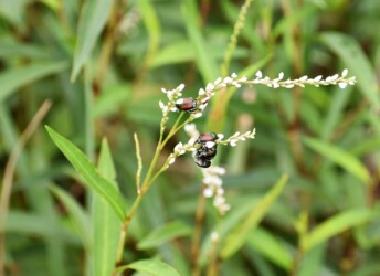 シロサクラタデの花のコガネムシ