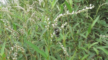 シロサクラタデの花のコガネムシ