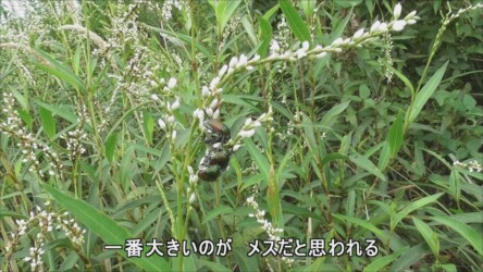 シロサクラタデの花のコガネムシ