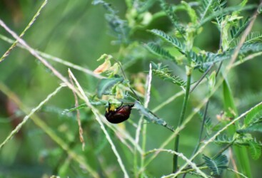クサネムの花に取りつくコガネムシ