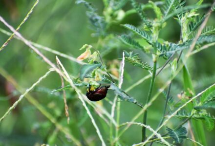 クサネムの花に取りつくコガネムシ