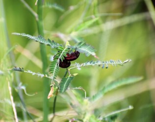 クサネムの花に取りつくコガネムシ