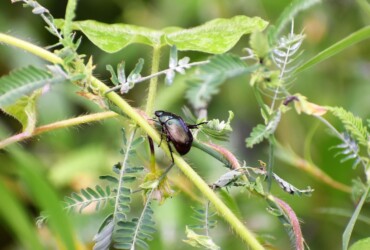クサネムの花に取りつくコガネムシ