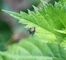オオバの葉のコガネムシ