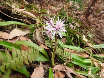 ショウジョウバカマ