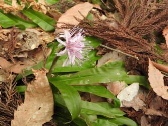 ショウジョウバカマ