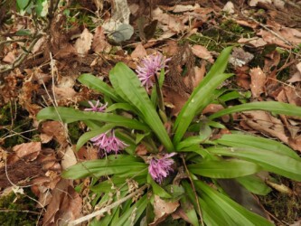 ショウジョウバカマ