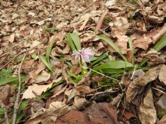 ショウジョウバカマ