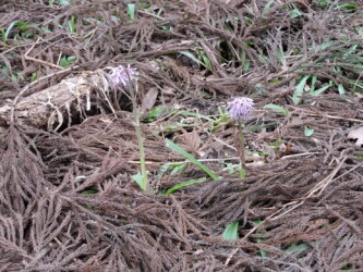 ショウジョウバカマ
