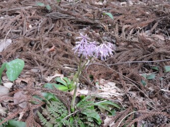 ショウジョウバカマ
