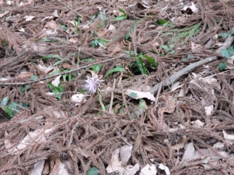 ショウジョウバカマ