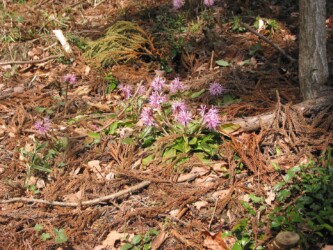 ショウジョウバカマ