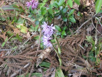 ショウジョウバカマ