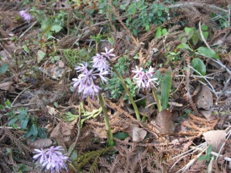 ショウジョウバカマ