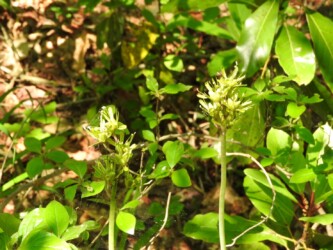 花が終わって花茎が伸びたショウジョウバカマ