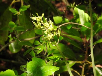 花が終わって花茎が伸びたショウジョウバカマ