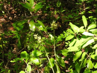 花が終わって花茎が伸びたショウジョウバカマ
