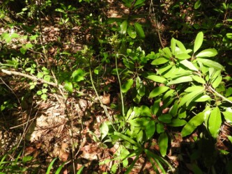 花が終わって花茎が伸びたショウジョウバカマ