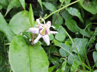 ヤマジノホトトギスの花