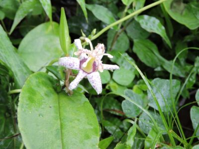 ヤマジノホトトギスの花