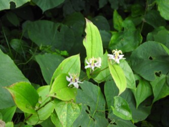ヤマジノホトトギスの花