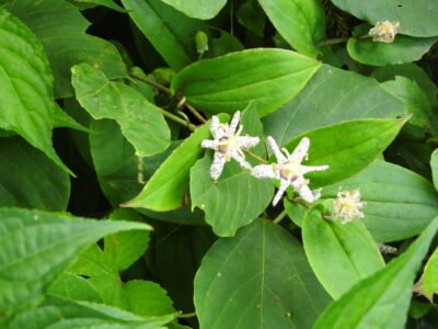 ヤマジノホトトギスの花