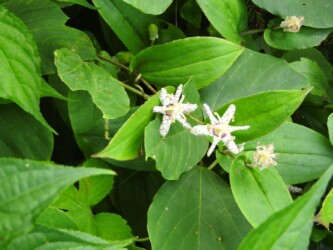 ヤマジノホトトギスの花