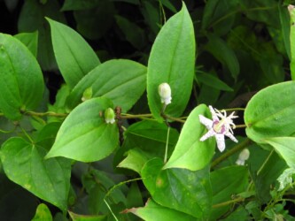 ヤマジノホトトギスの花