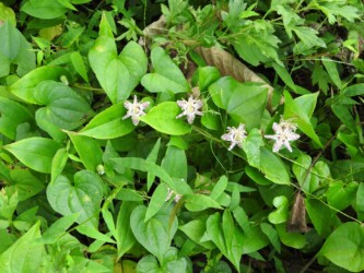 ヤマジノホトトギスの花