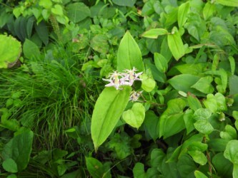 ヤマジノホトトギスの花
