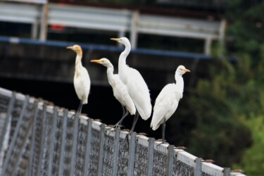 アマサギの群れ