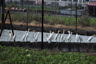 アマサギの群れ