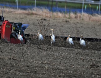 昨年秋のアマサギの様子
