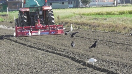 今年秋のアマサギの様子