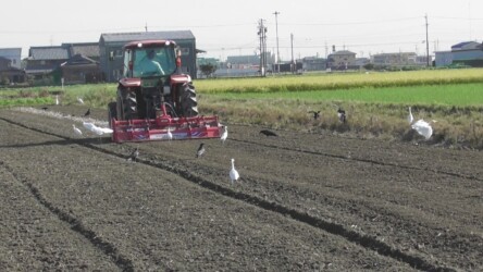 今年秋のアマサギの様子