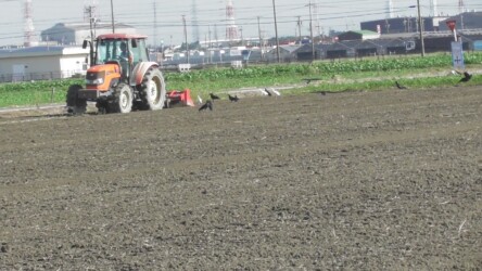 今年秋のアマサギの様子