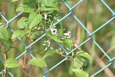 ヘクソカズラの花